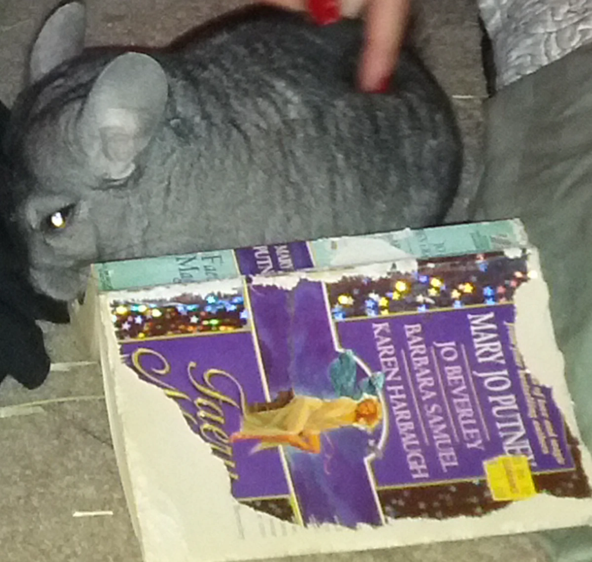 Small grey with black wrap chinchilla rodent Peek A Boo