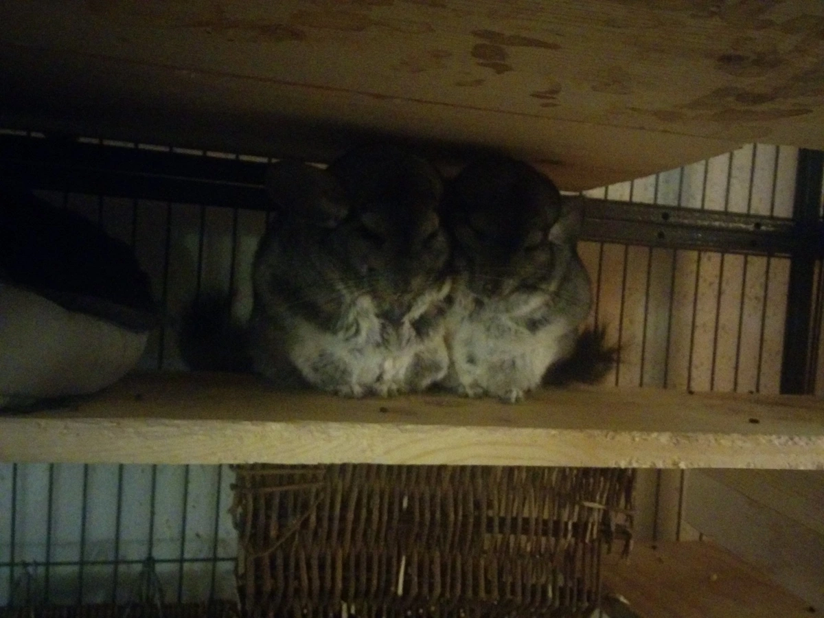 two chinchillas snuggled together