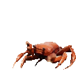 crab-rave